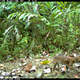Image for article titled The Very Best Camera Trap Photography